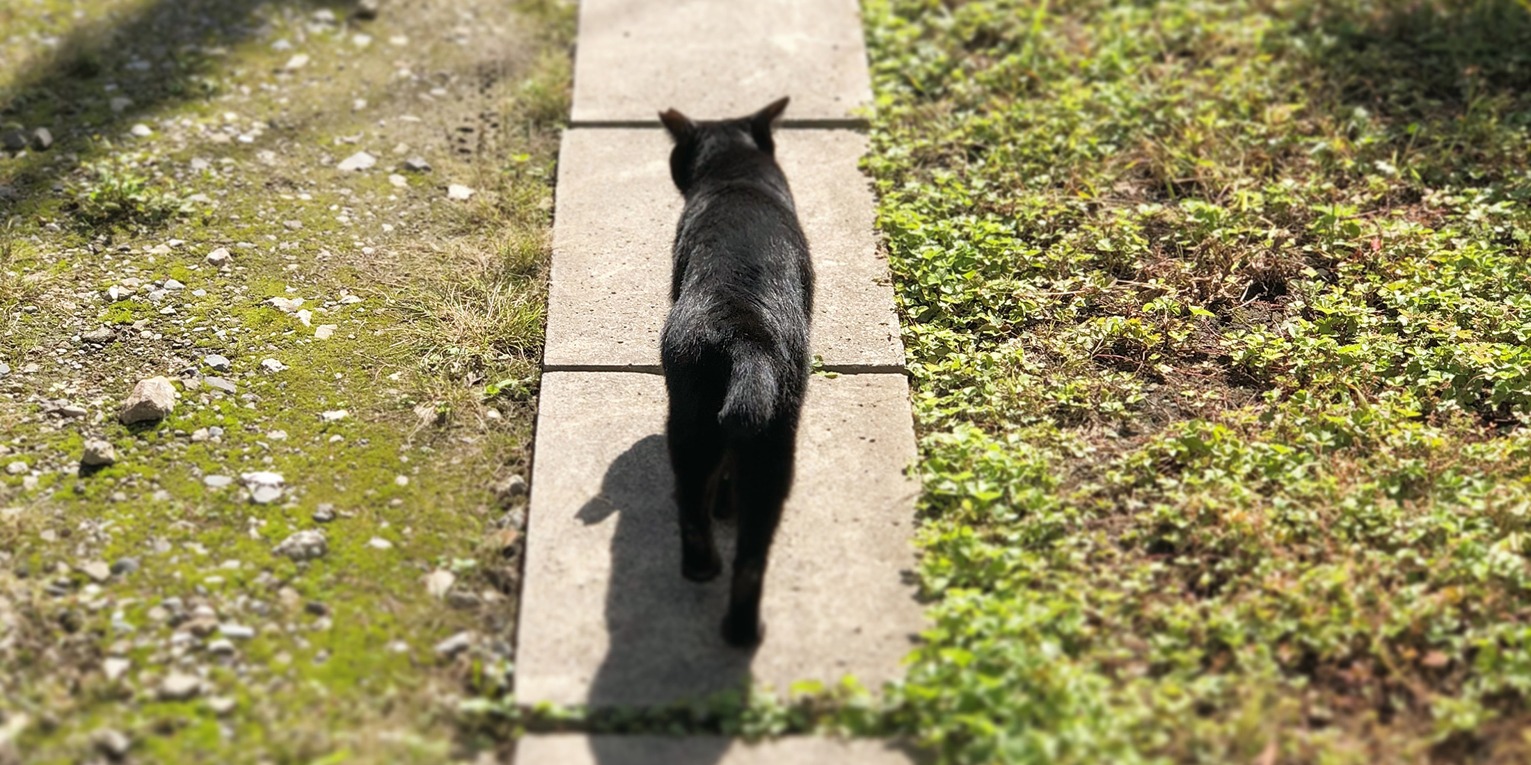 みちびかれる